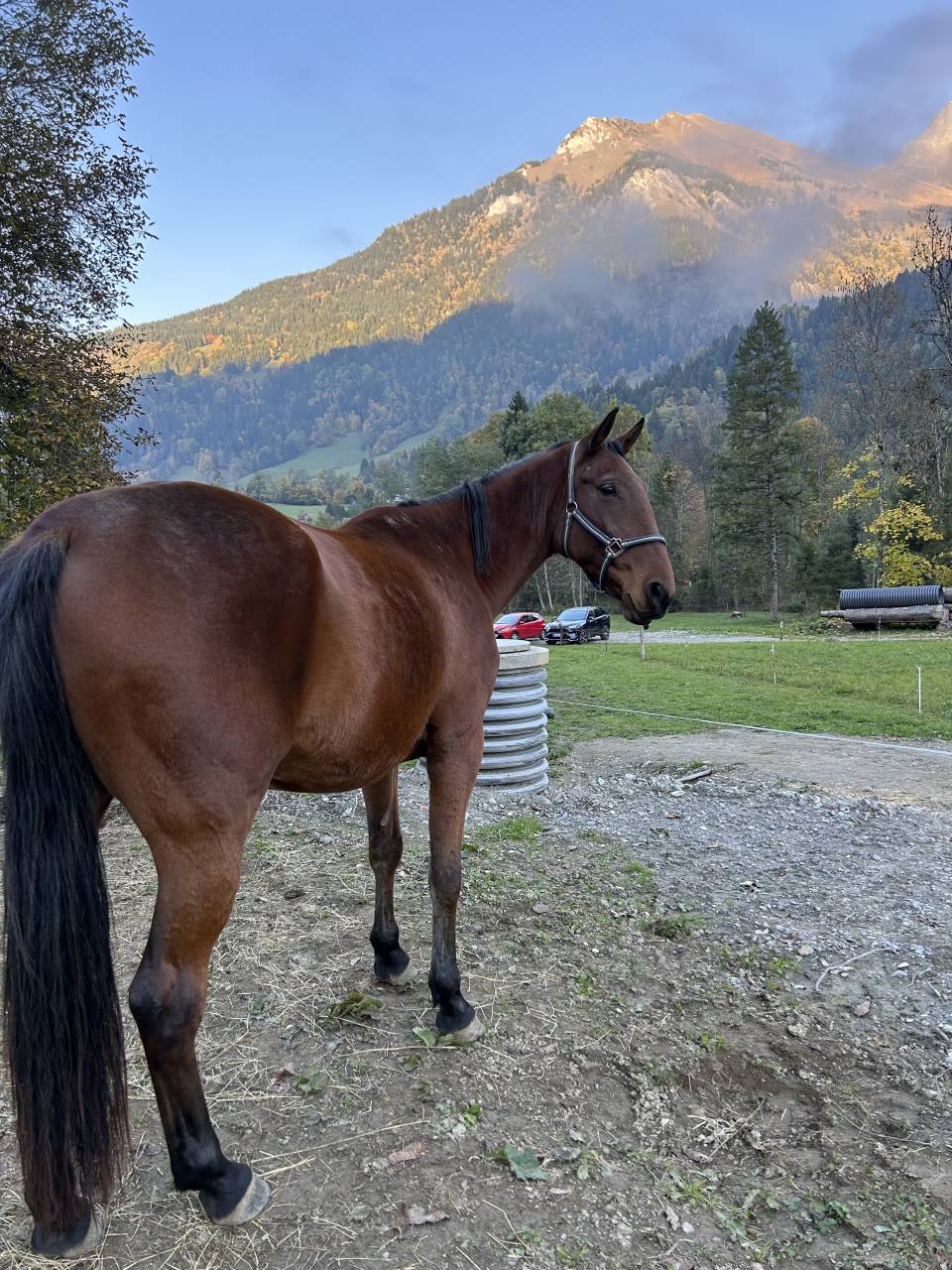 Trotteur fran&ccedil;ais de 5 ans 