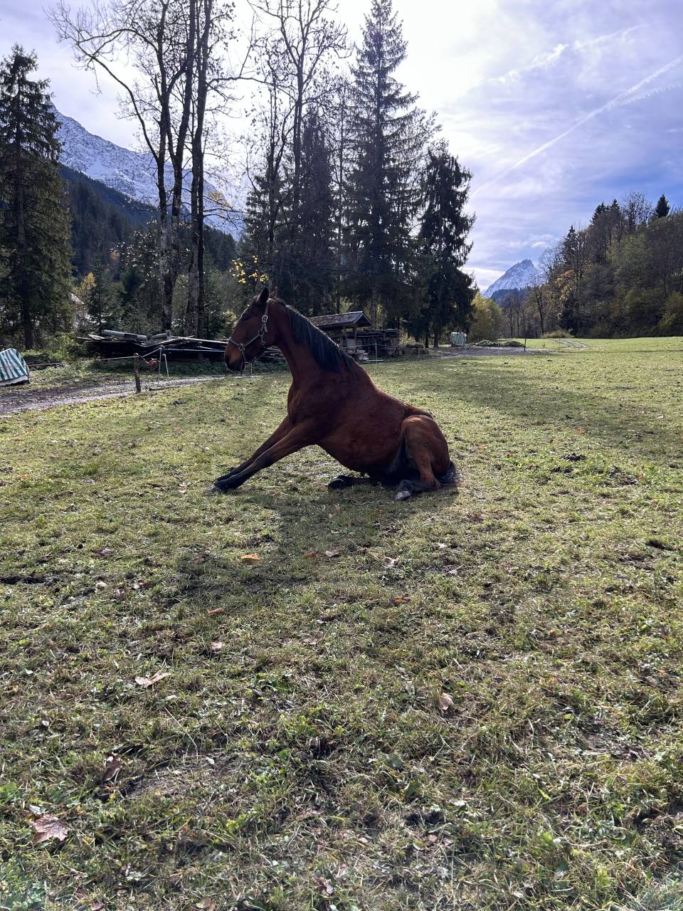 Trotteur fran&ccedil;ais de 5 ans 