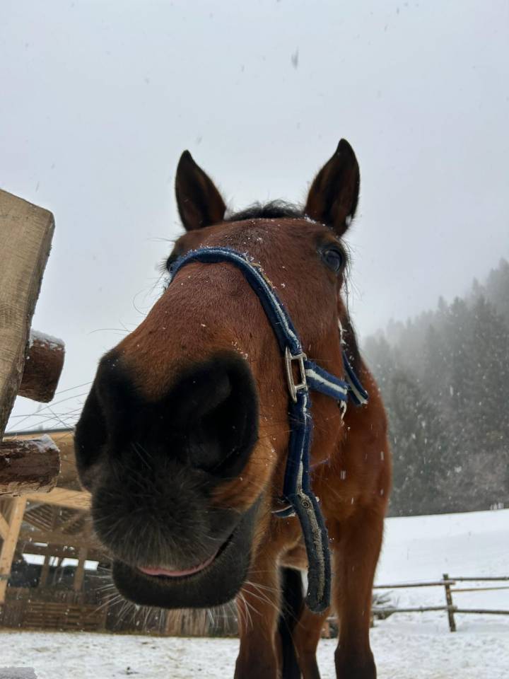 Trotteur fran&ccedil;ais de 5 ans 