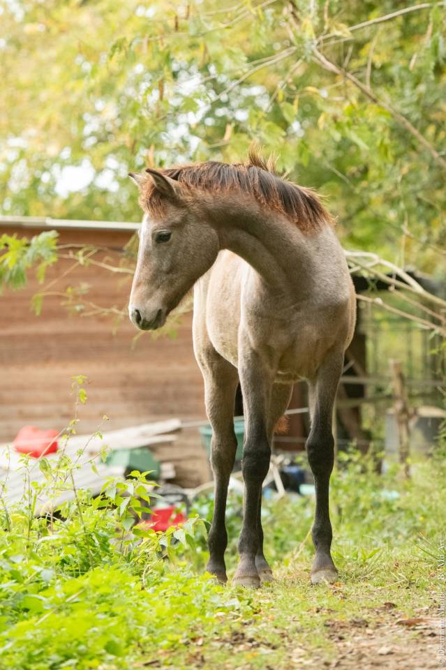 Pouliche DSA arabo-camargue