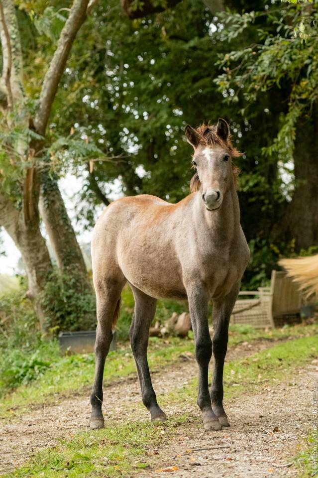 Pouliche DSA arabo-camargue