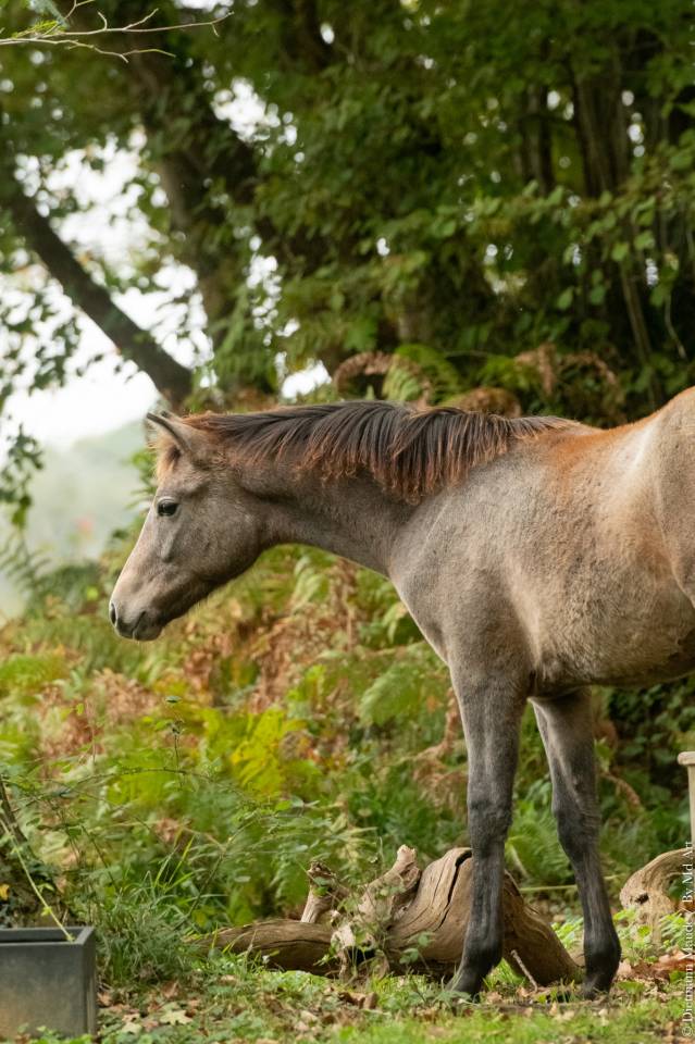 Pouliche DSA arabo-camargue