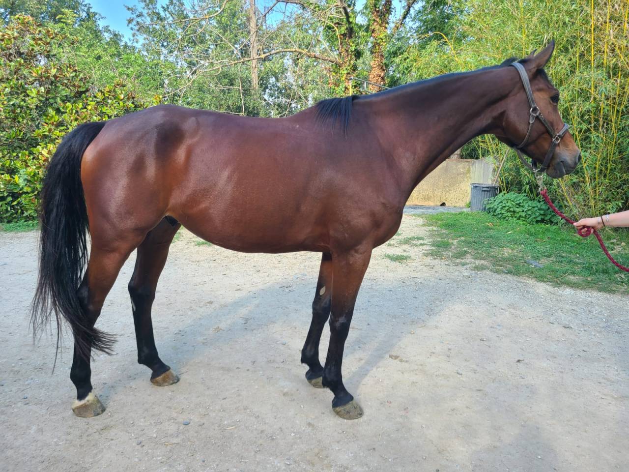 Hongre SF de 7 ans polyvalent