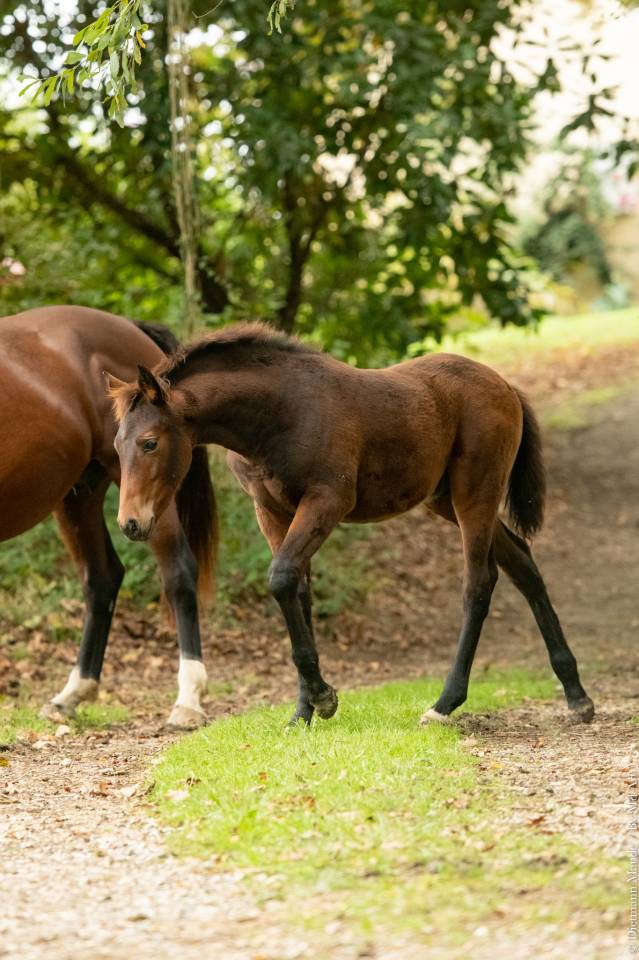 Poulain KWPN x Ib&eacute;rique