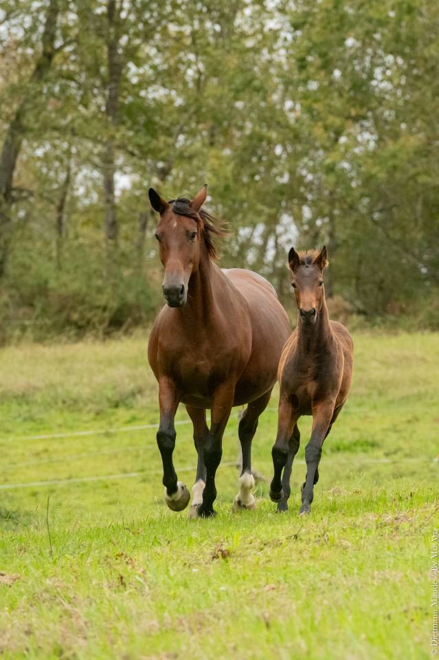 Poulain KWPN x Ib&eacute;rique