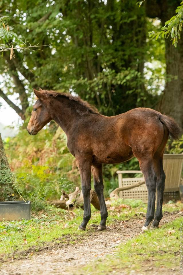Poulain KWPN x Ib&eacute;rique