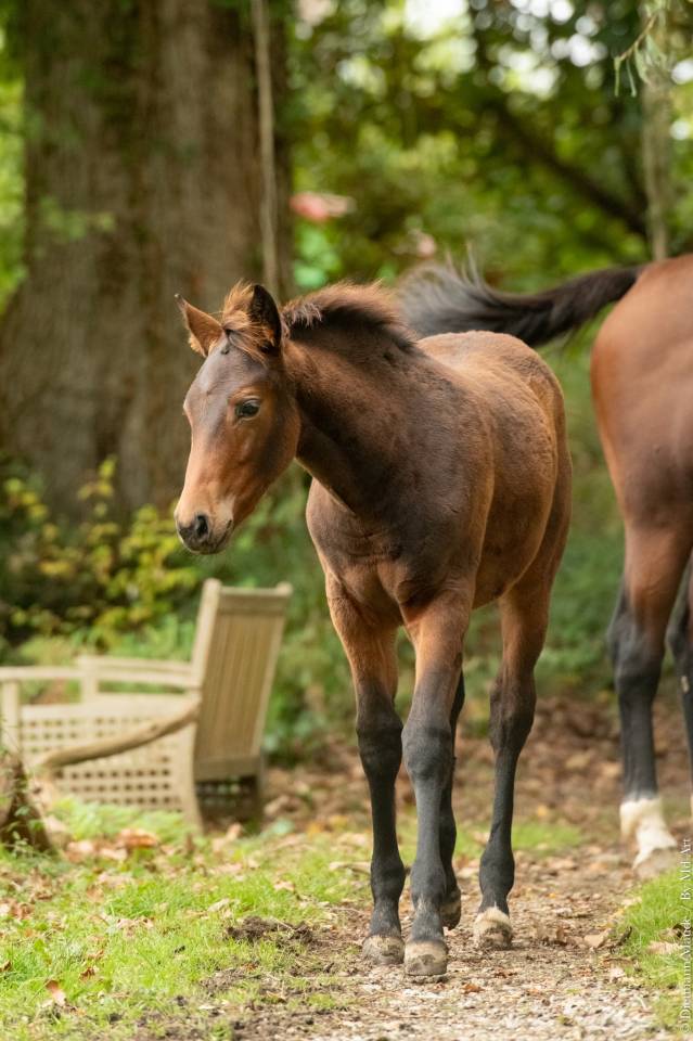 Poulain KWPN x Ib&eacute;rique