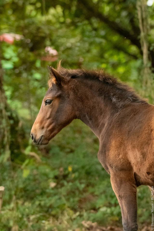 Poulain KWPN x Ib&eacute;rique