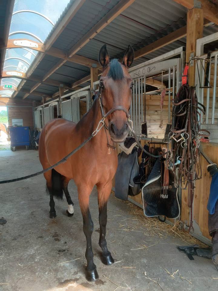 A VENDRE - Jument Oldenburger 13 ans