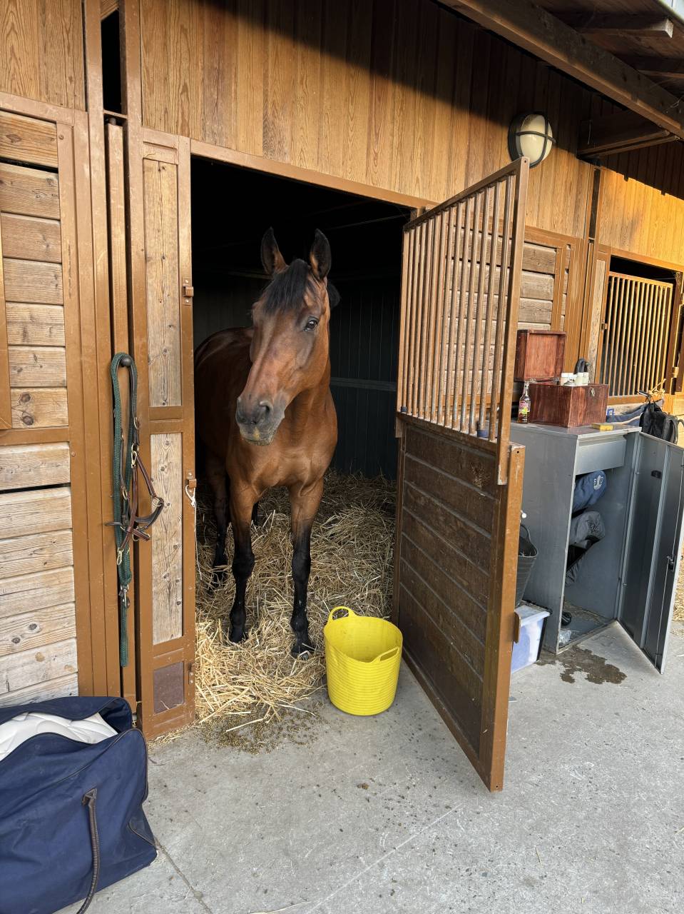 A VENDRE - Jument Oldenburger 13 ans