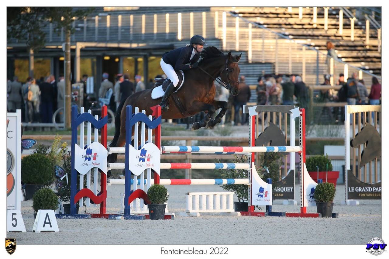 A VENDRE - Jument Oldenburger 13 ans