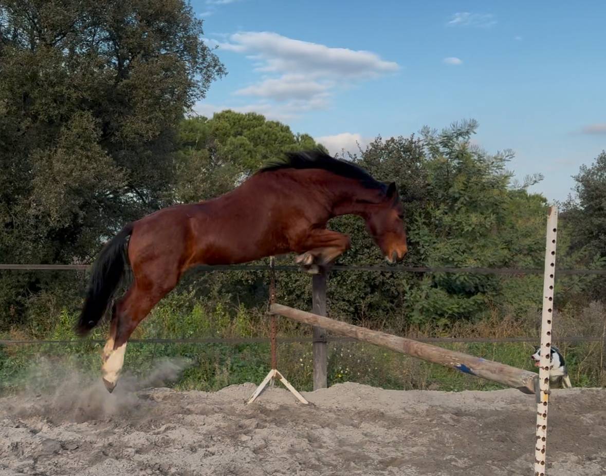 Poney de sport 
