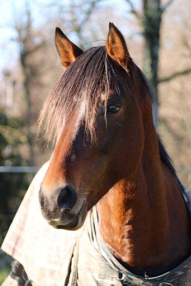 Poney 6 ans 