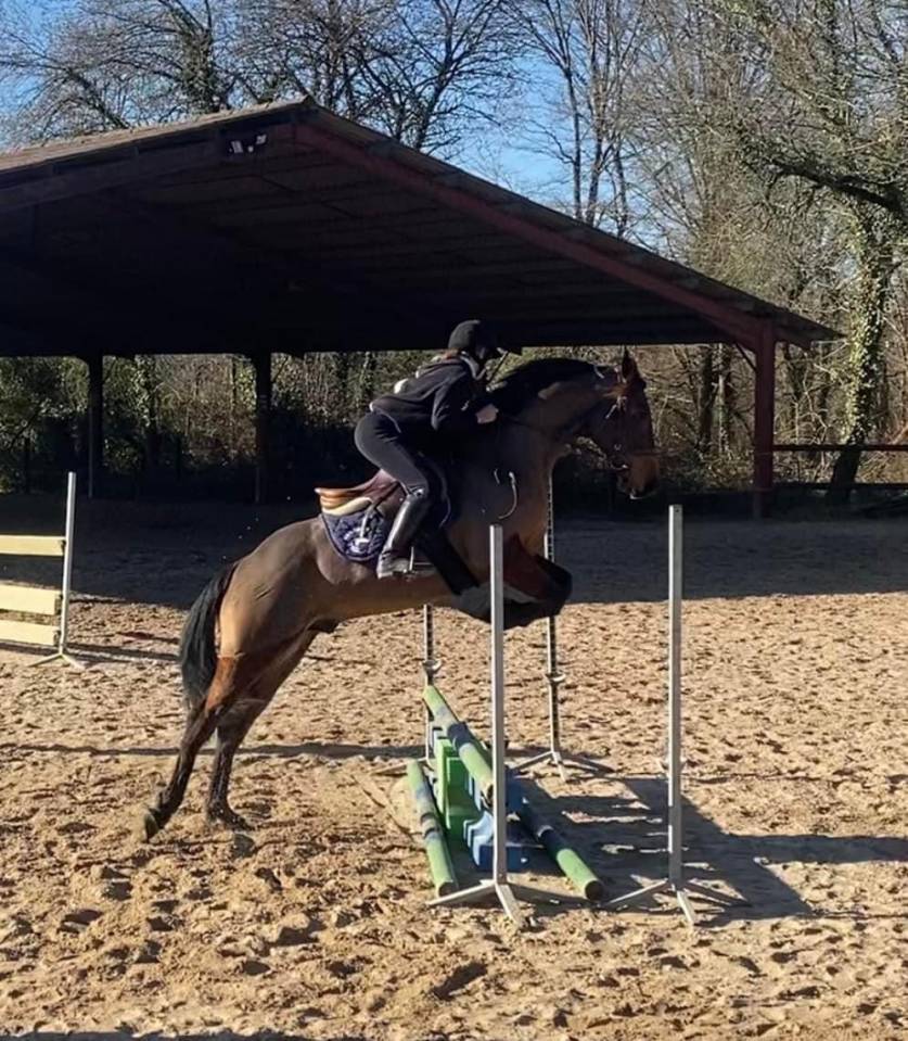 Cheval &agrave; donner contre bons soins