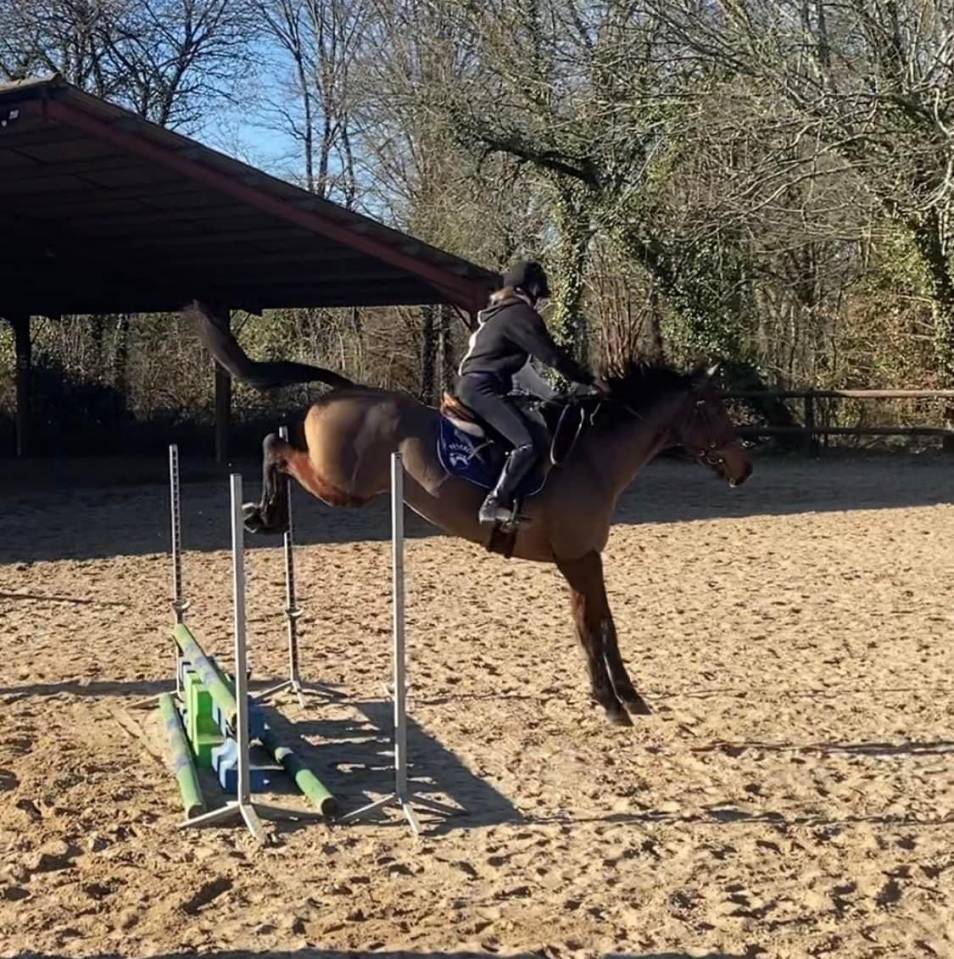 Cheval &agrave; donner contre bons soins