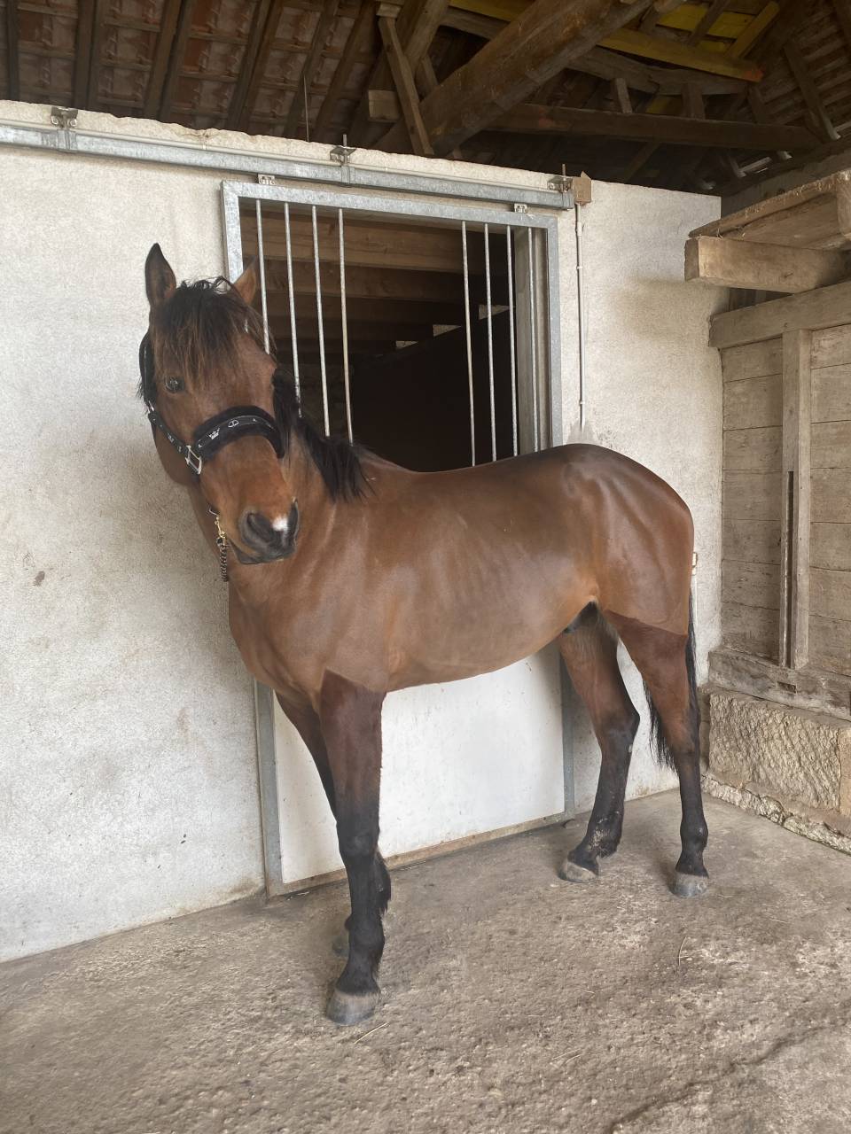 Cheval &agrave; donner contre bons soins