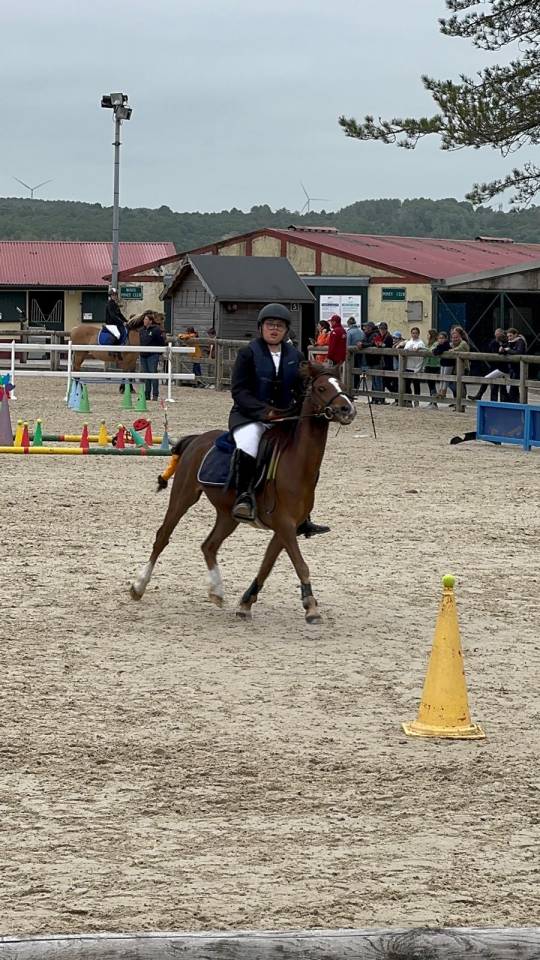 Vente d'un poney B de race welsh