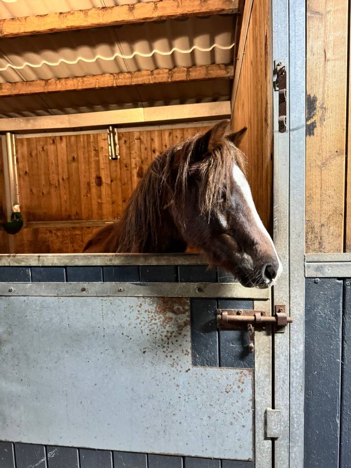 Vente d'un poney B de race welsh