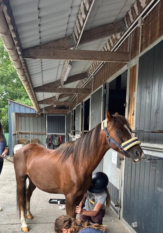 Vente d'un poney B de race welsh