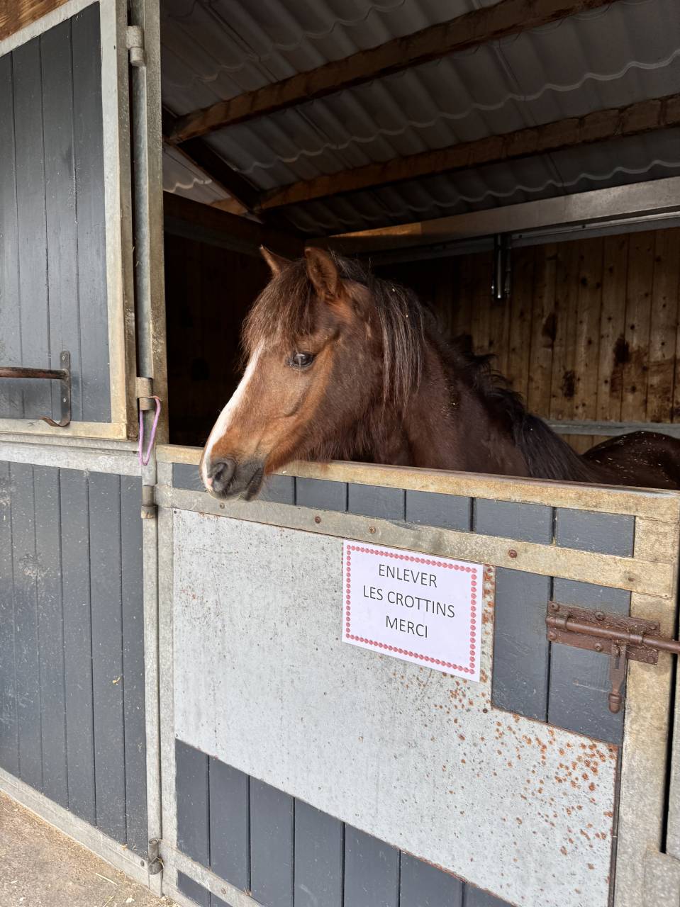 Vente d'un poney B de race welsh