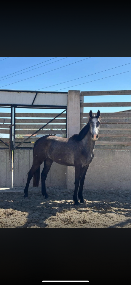 Jument 4 ans 2026 par Mylord souche Fragrance (pleine) 