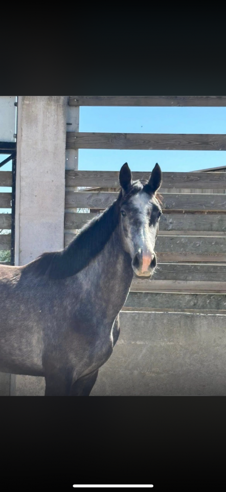 Jument 4 ans 2026 par Mylord souche Fragrance (pleine) 