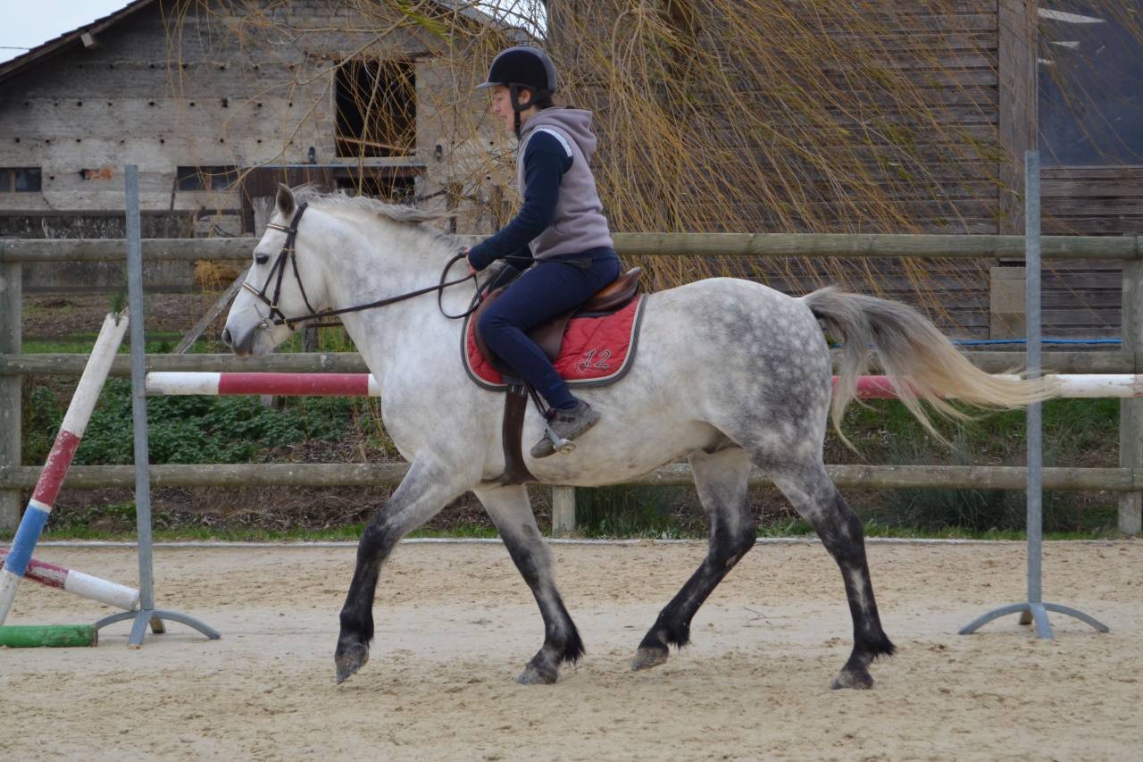 Entier Connemara PP 15 ans