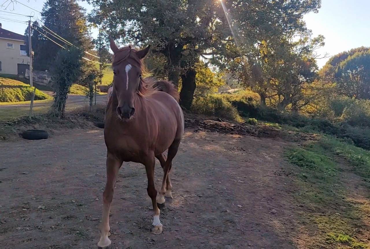 Jument PSAR 3/4 &eacute;gyptienne