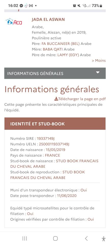 Jument PSAR 3/4 &eacute;gyptienne