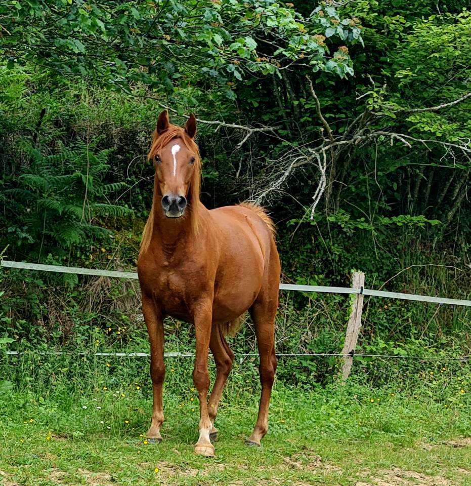 Jument PSAR 3/4 &eacute;gyptienne