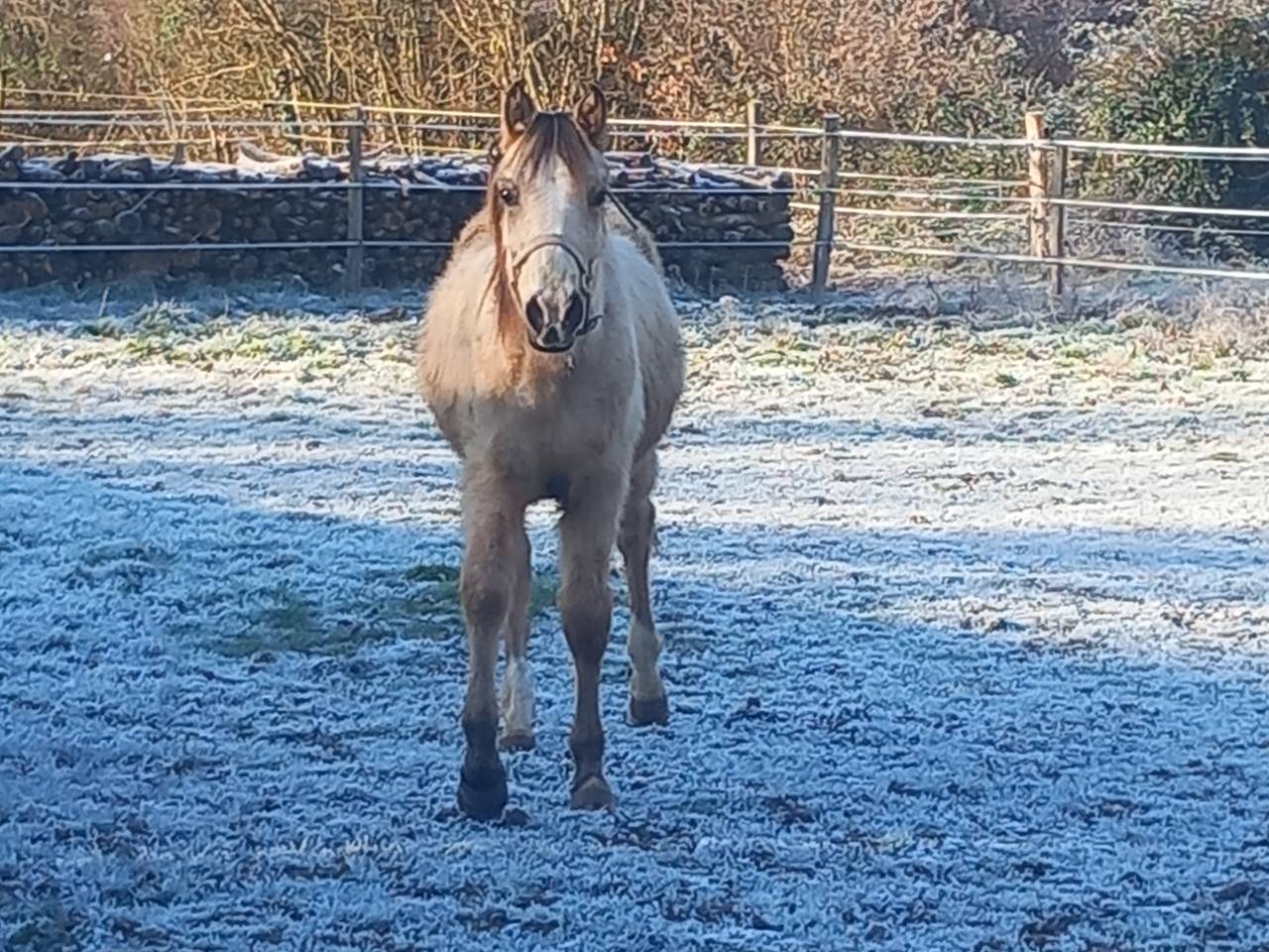 Pouliche OC isabelle