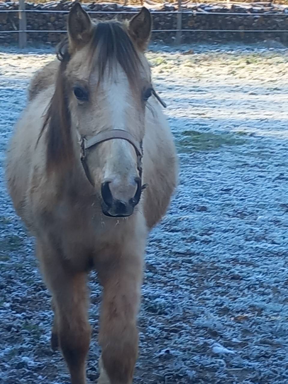 Pouliche OC isabelle