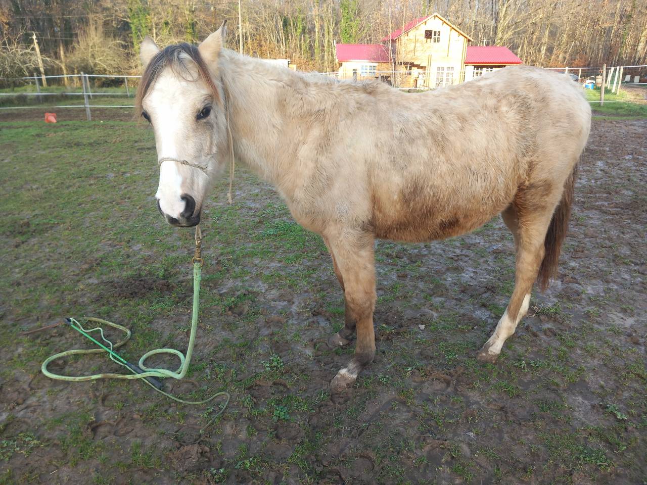 Pouliche OC isabelle