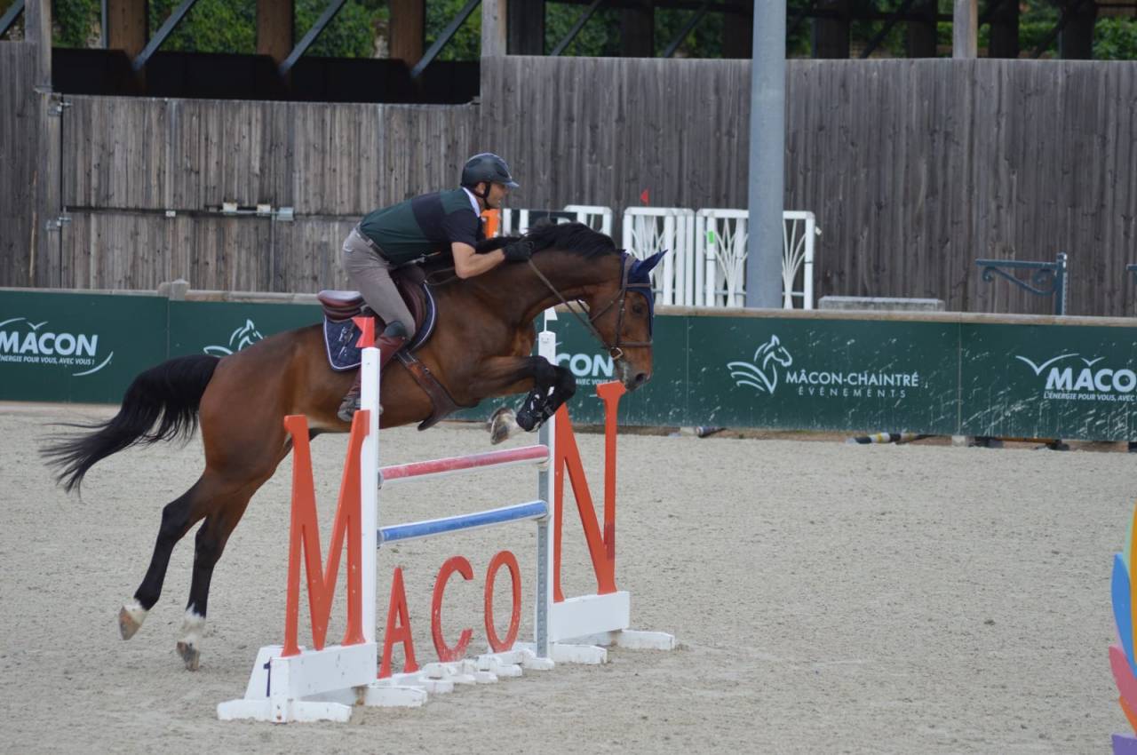 CHEVAL DE CSO 15 ANS