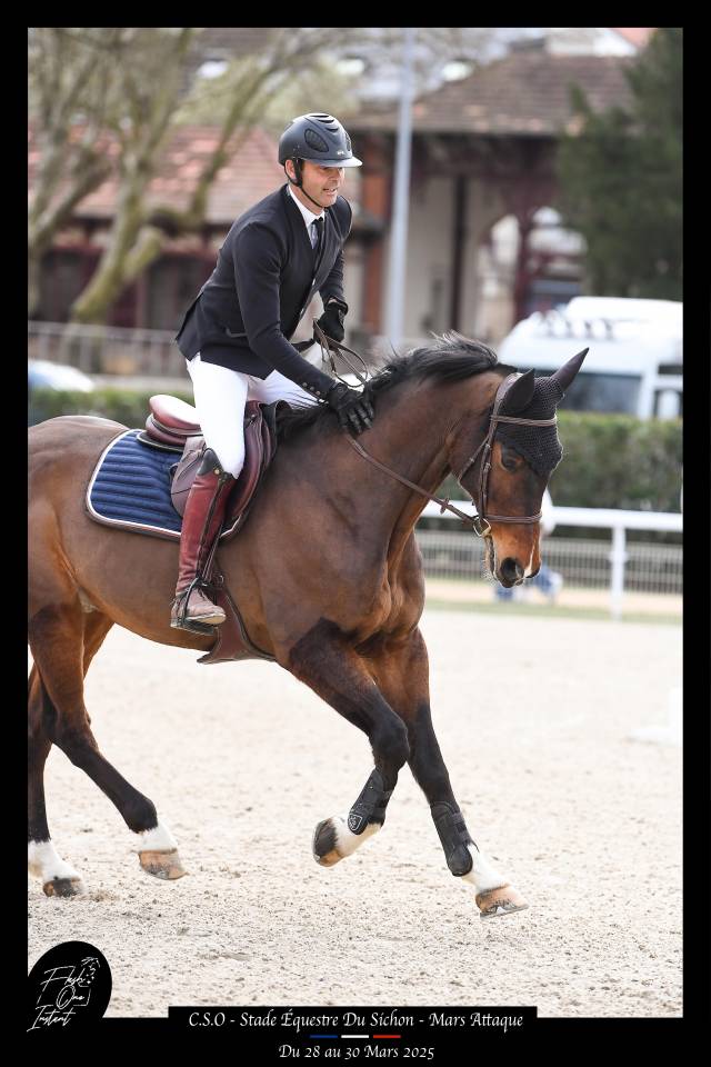 CHEVAL DE CSO 15 ANS