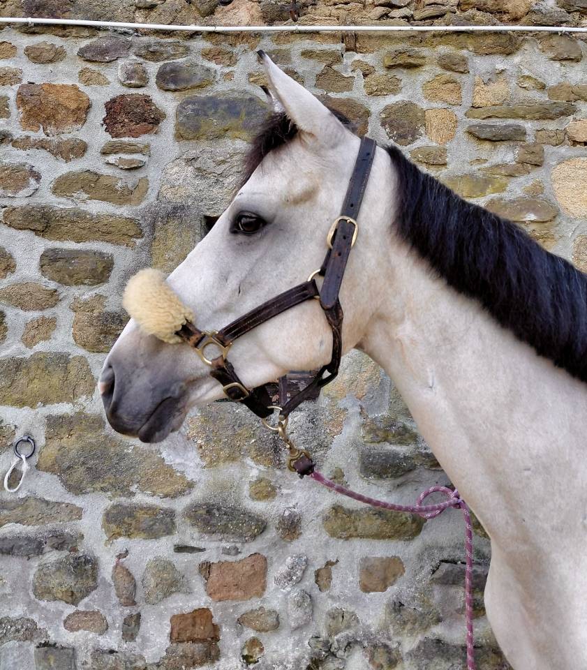 Hongre Isabelle 6 ans