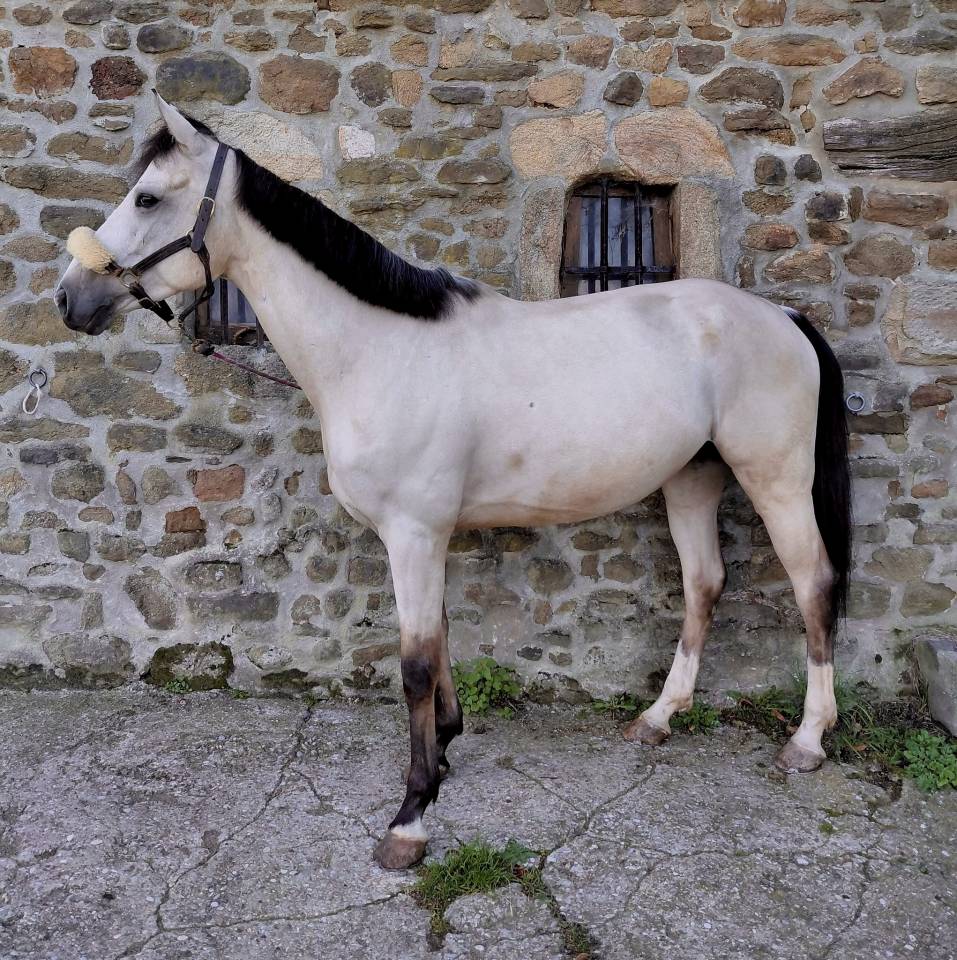 Hongre Isabelle 6 ans