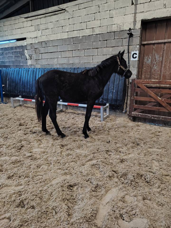 Jolie et grande pouliche noire sbs