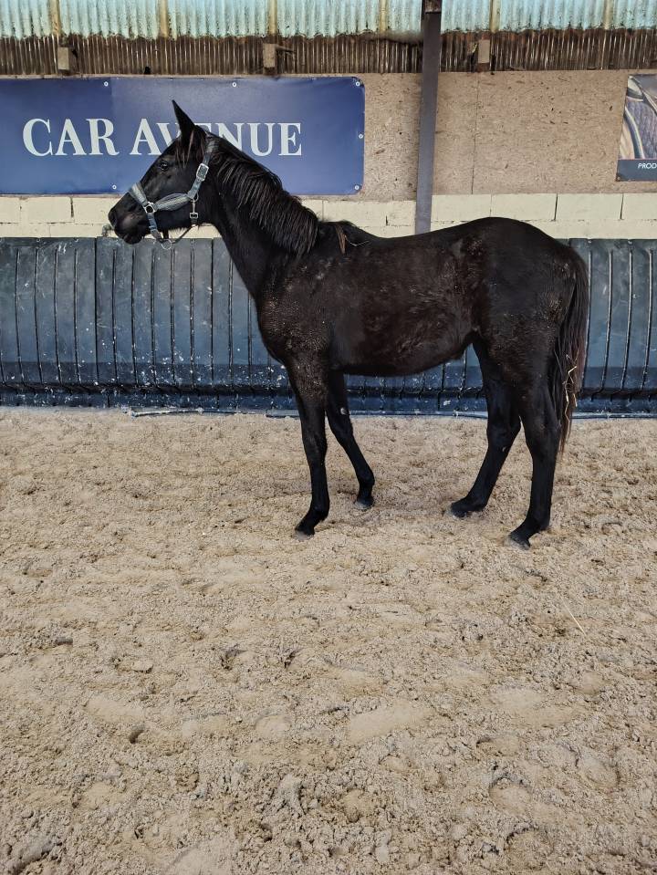 Jolie et grande pouliche noire sbs