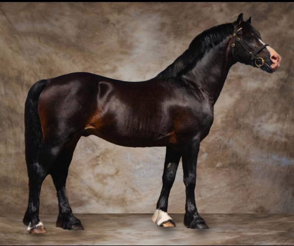 pouliche 2025 Welsh PP