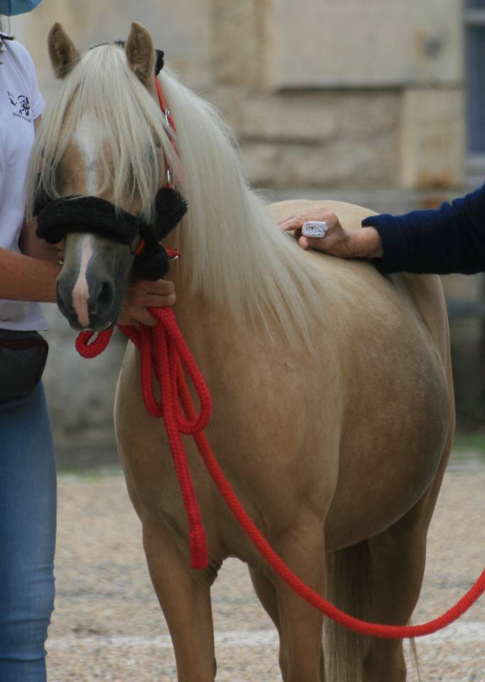 pouliche 2025 Welsh PP