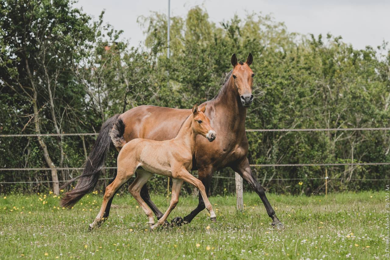 JUMENT POULINIERE LUSITANIENNE
