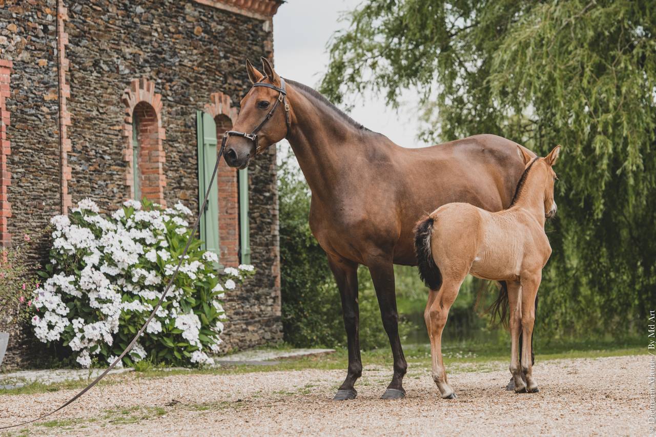 JUMENT POULINIERE LUSITANIENNE