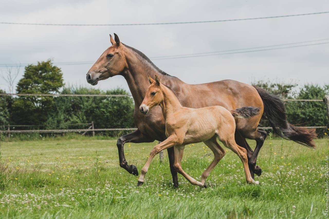 JUMENT POULINIERE LUSITANIENNE