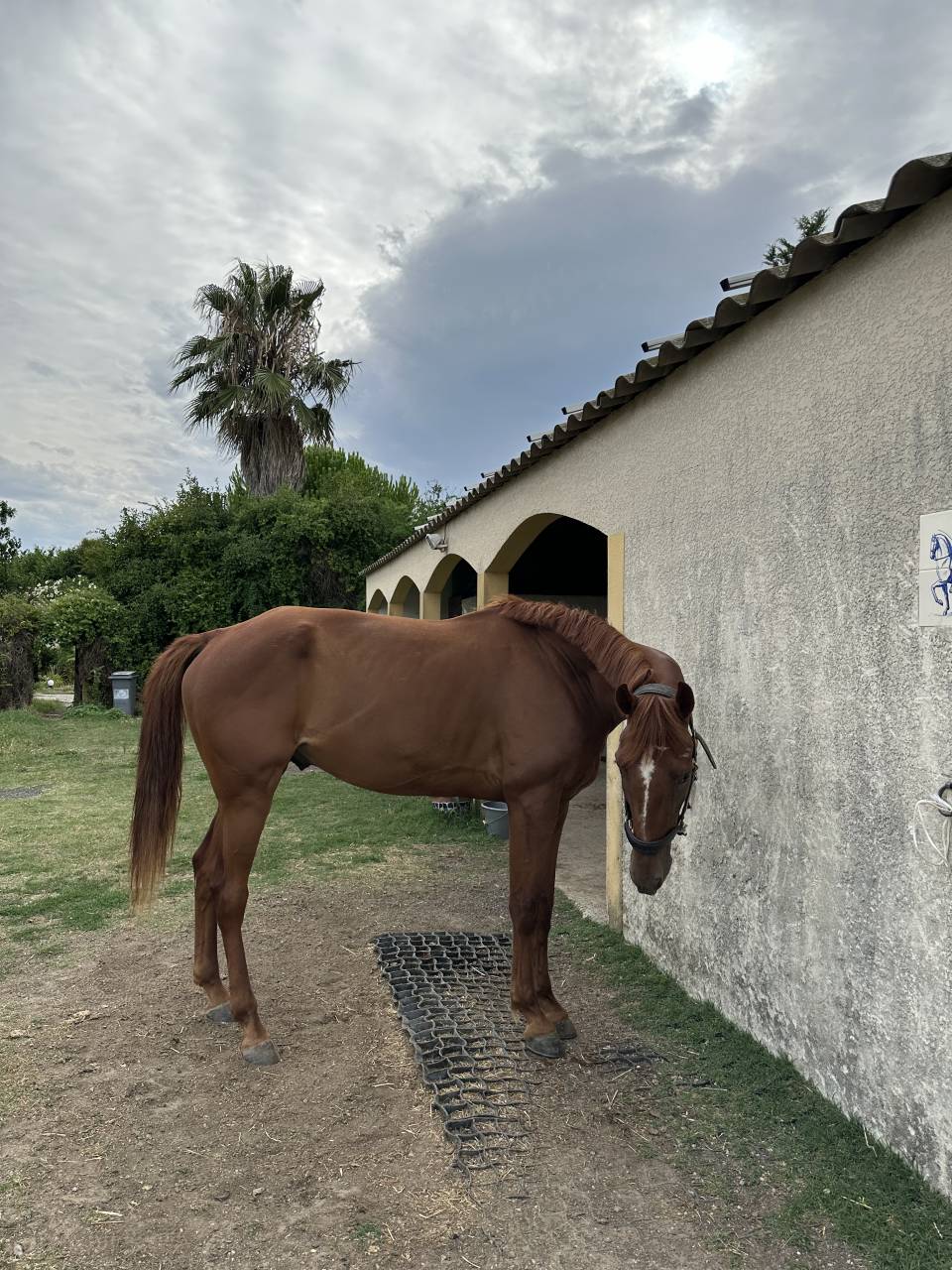 Cheval TF &agrave; vendre 