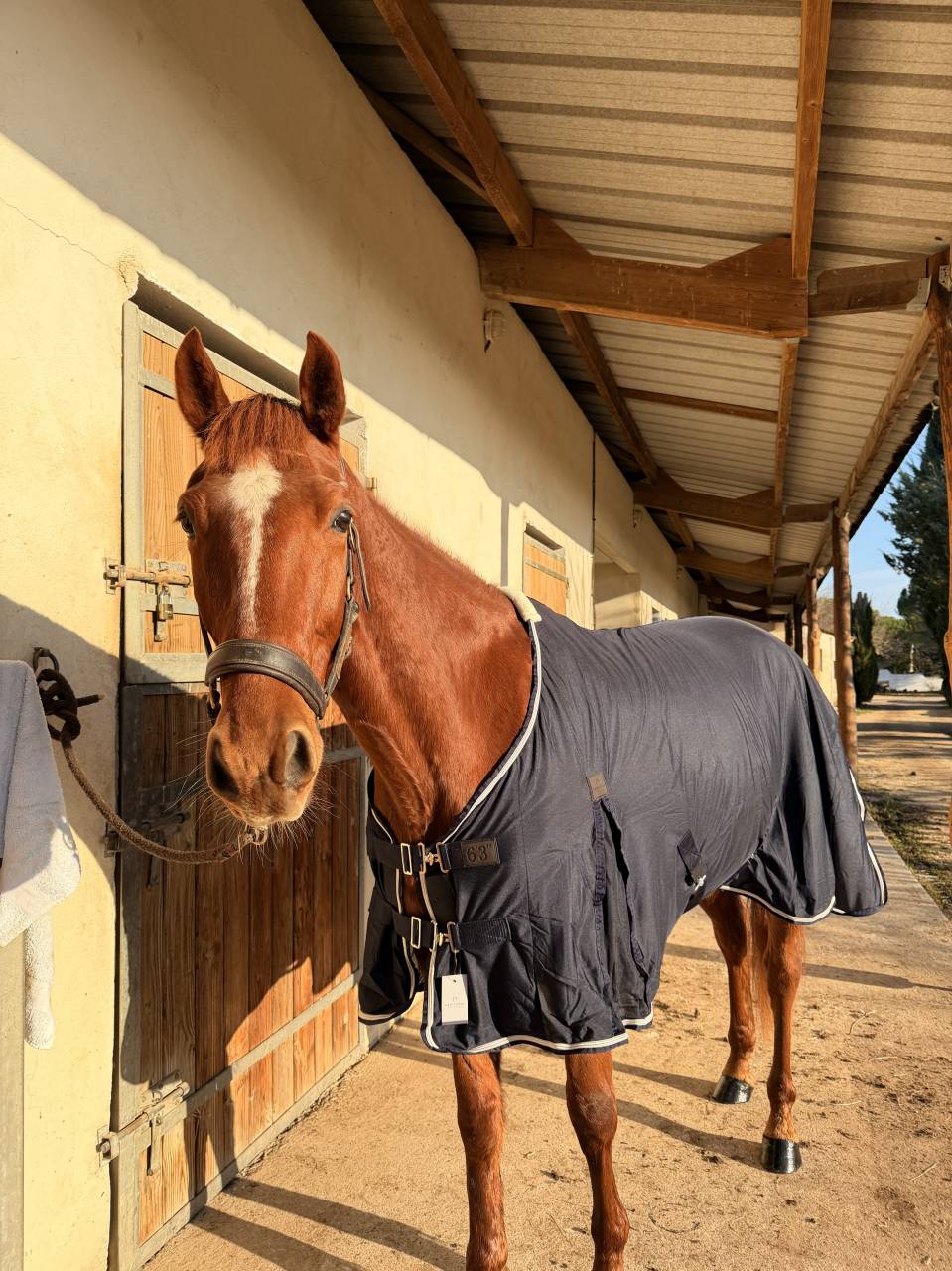 Cheval TF &agrave; vendre 