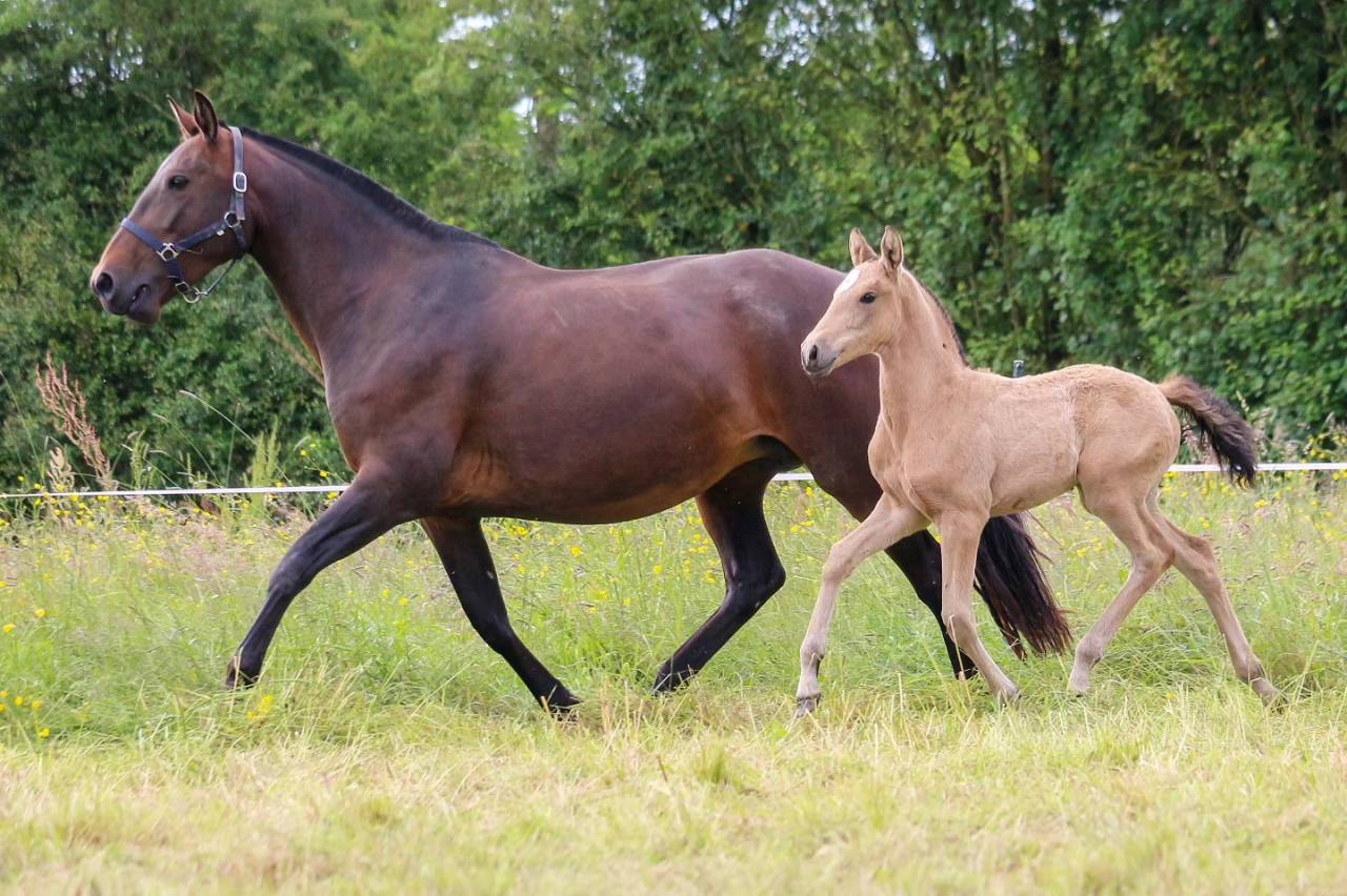 JUMENT POULINIERE LUSITANIENNE
