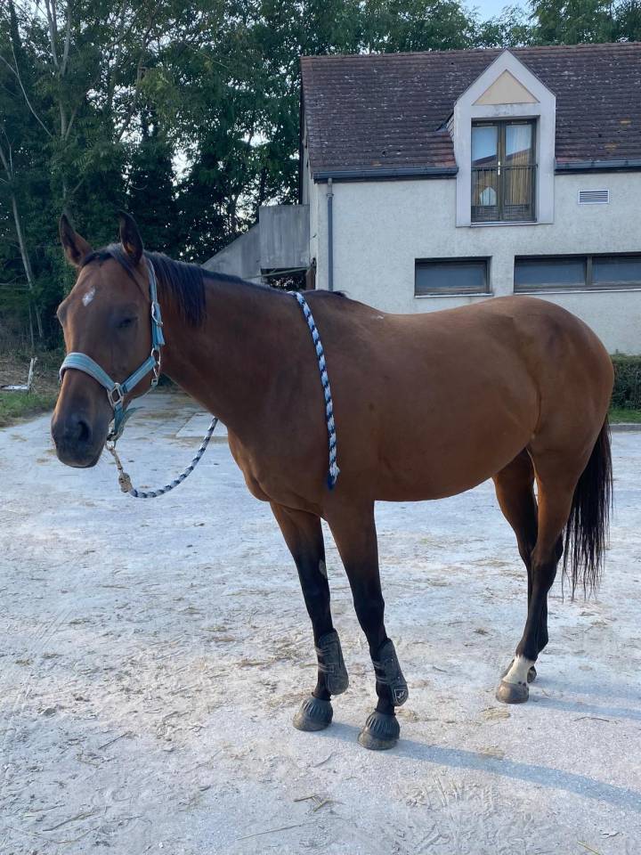 Jument PS 9ans (2026) 