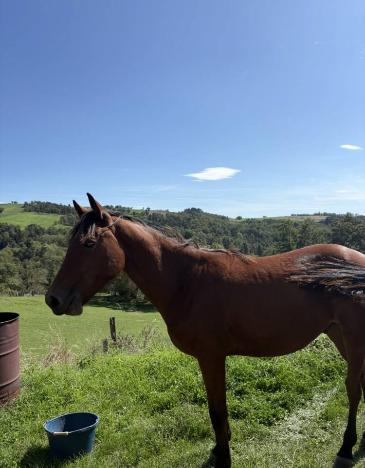Poulains &agrave; vendre 