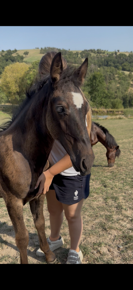 Poulains &agrave; vendre 
